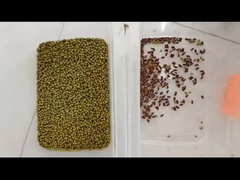 Sorte de cor de feijão