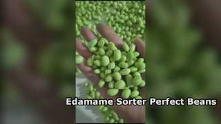 Classificador de cores Edamame tipo esteira 180 -Alta capacidade e baixa quebra.