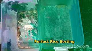 classificação de arroz em uma rampa